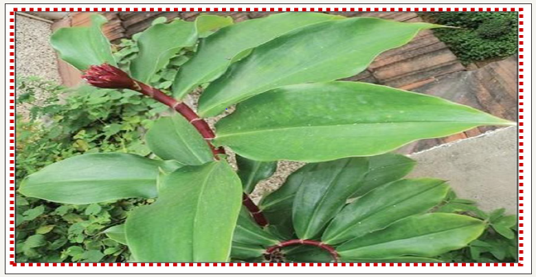 Click here to view Large image 1