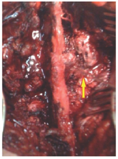 Click here to view Large Figure 8