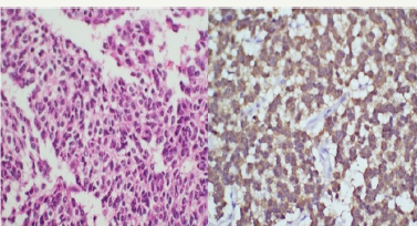 Click here to view Large Figure 2