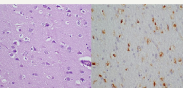 Click here to view Large Figure 3