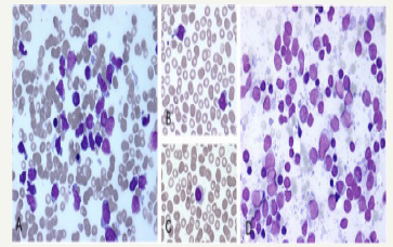 Click here to view Large image 11