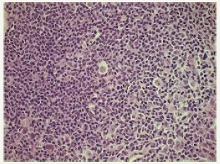 Click here to view Large image 8